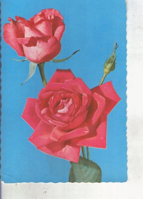 Postal 013463: Rosas