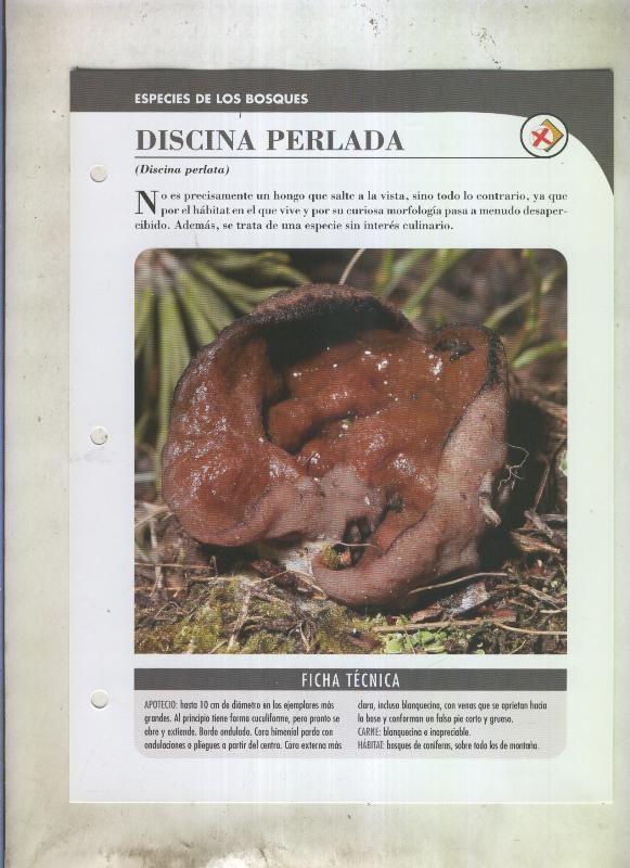 Bolets ficha 078: Discina perlada (Discina perlata)