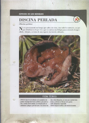 Bolets ficha 078: Discina perlada (Discina perlata)
