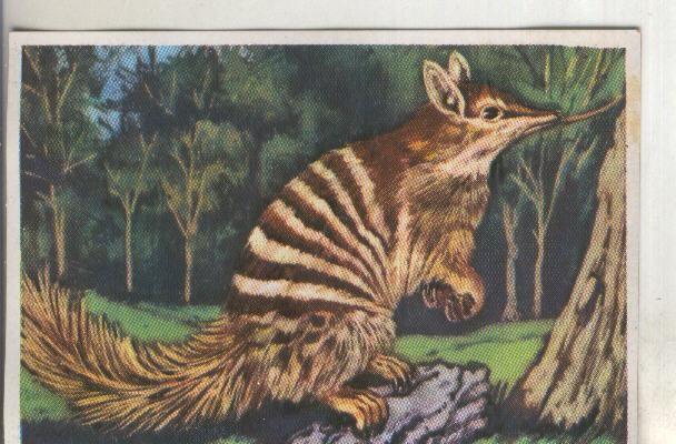 Cromos: Historia Natural numero 280