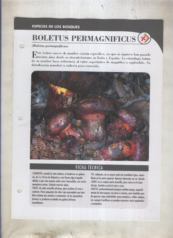 Bolets ficha 051: Boletus Permagnificus (Boletus permagnificus)