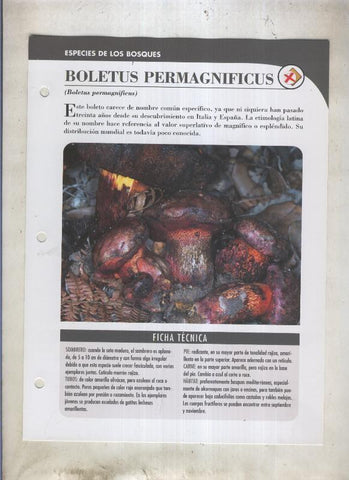 Bolets ficha 051: Boletus Permagnificus (Boletus permagnificus)