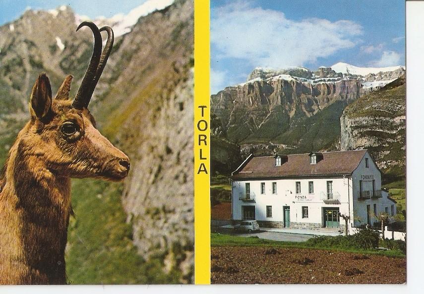 Postal 031600 : Torla (Pirineo Aragones). Rebeco Fonda Viu