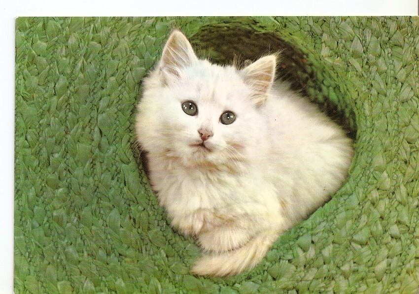 Postal 031678 : Gato