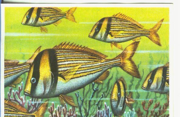 Cromos: Historia Natural numero 336