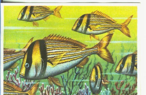 Cromos: Historia Natural numero 336