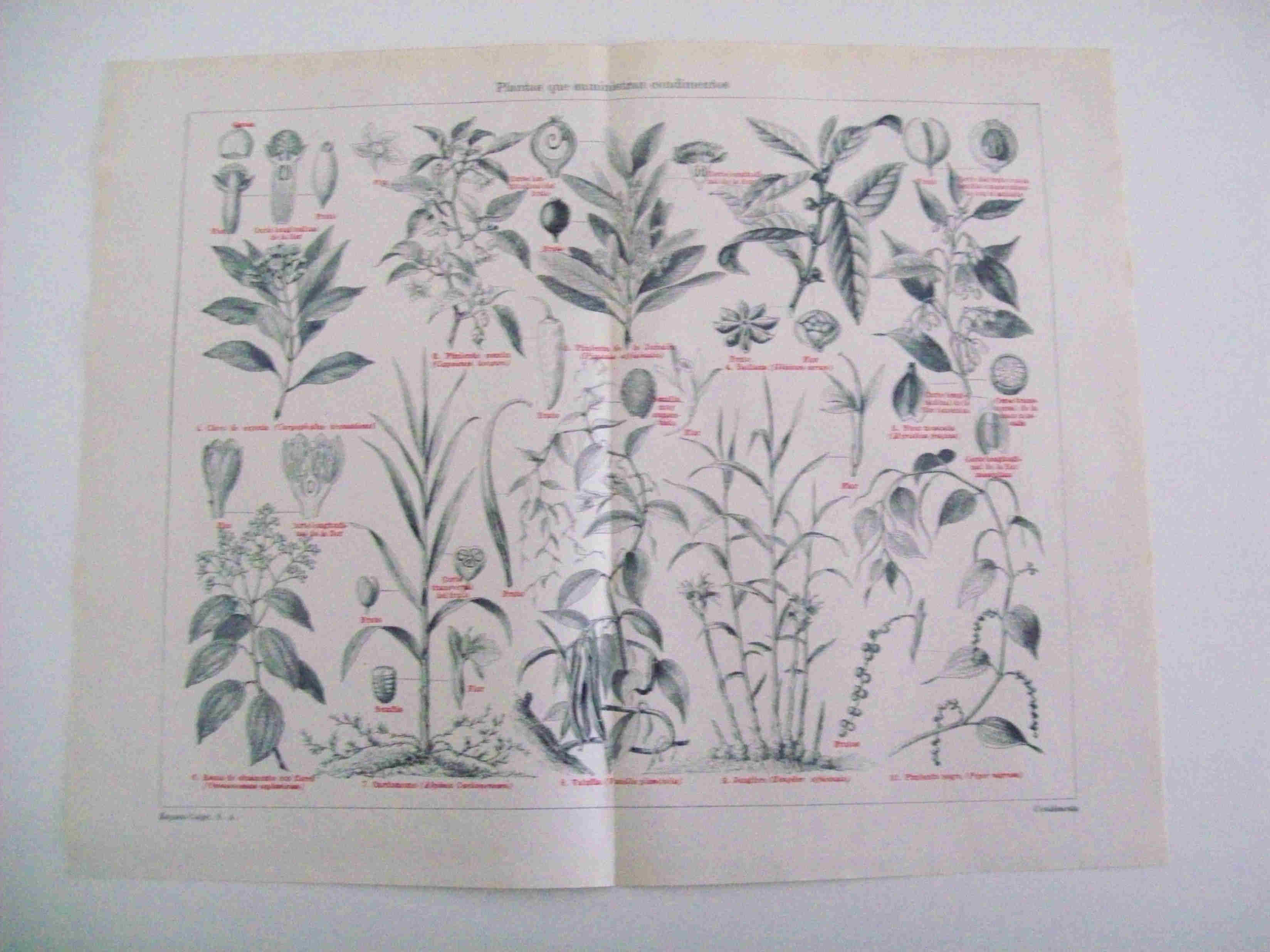 LAMINA ESPASA 14497: Plantas que suministran condimentoss