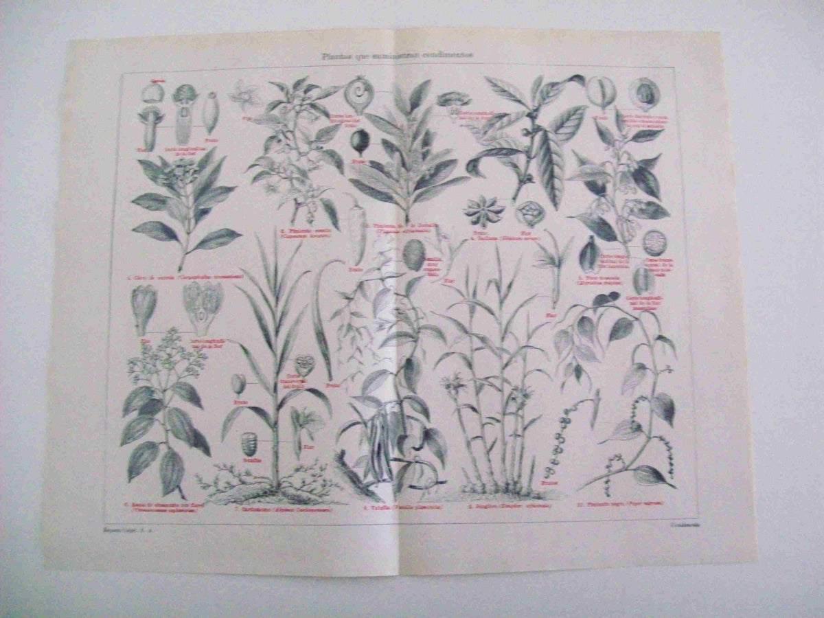 LAMINA ESPASA 14497: Plantas que suministran condimentoss
