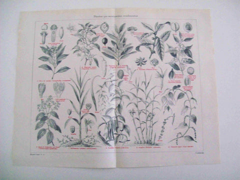 LAMINA ESPASA 14497: Plantas que suministran condimentoss