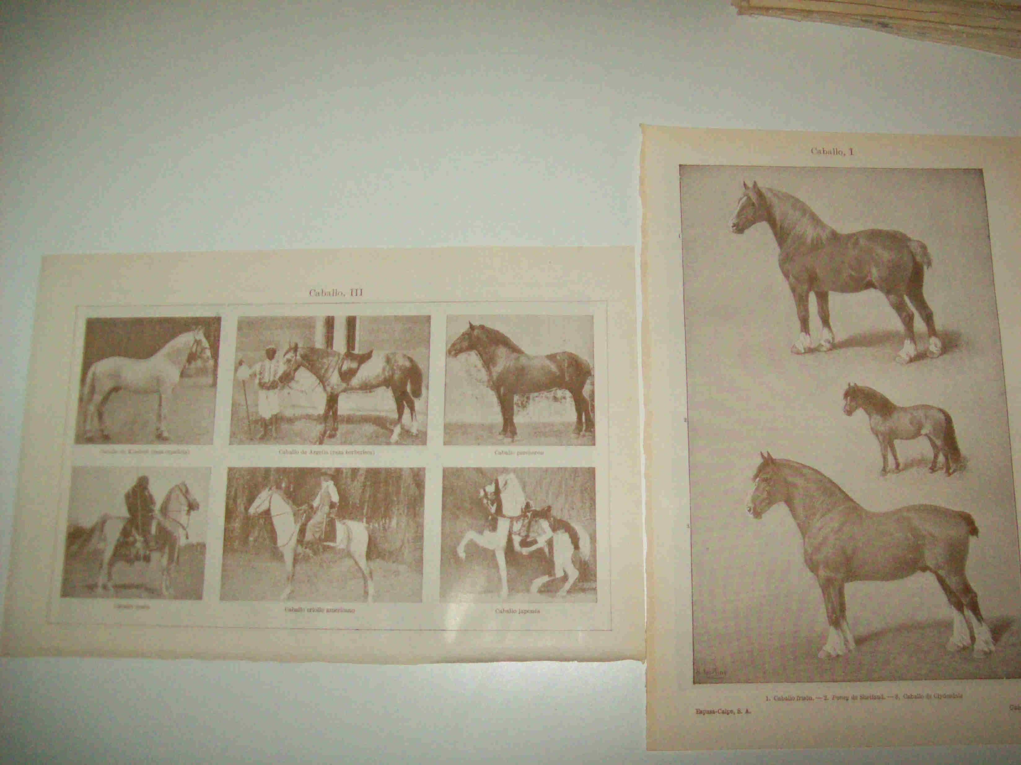 LAMINA ESPASA 14575: Especies de caballo