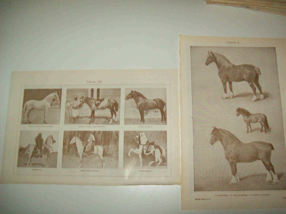 LAMINA ESPASA 14575: Especies de caballo