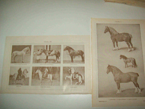 LAMINA ESPASA 14575: Especies de caballo