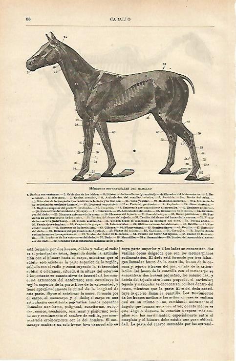 LAMINA ESPASA 14577: Musculos superficiales del caballo