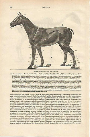 LAMINA ESPASA 14577: Musculos superficiales del caballo