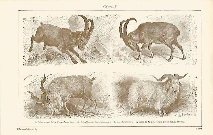 LAMINA ESPASA 14614: Especies de cabra