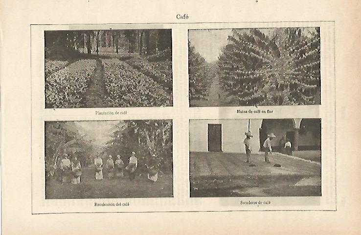LAMINA ESPASA 14657: Plantaciones de cafe