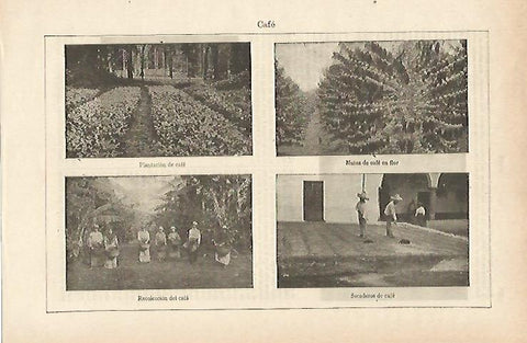 LAMINA ESPASA 14657: Plantaciones de cafe
