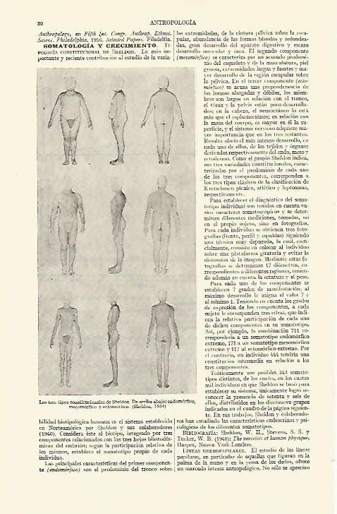 LAMINA ESPASA 14826: Tipos constitucionales de Sheldon en 1954