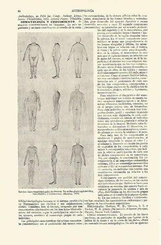 LAMINA ESPASA 14826: Tipos constitucionales de Sheldon en 1954