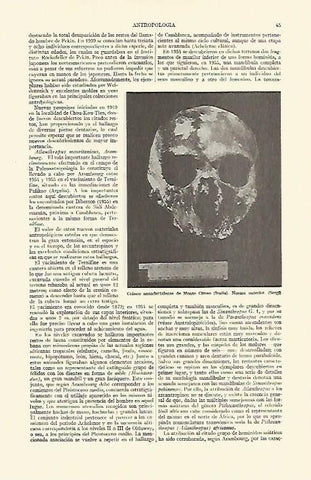 LAMINA ESPASA 14828: Craneo neandertalense de Monte Circeo Italia