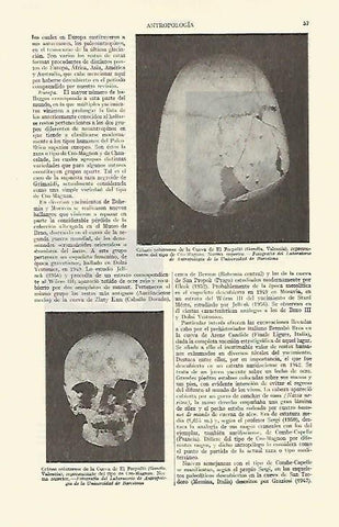 LAMINA ESPASA 14832: Craneo solutrense de la Cueva de El Parpallo (Valencia)