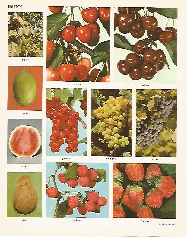 LAMINA LAROUSSE 70091: Tipos de frutos