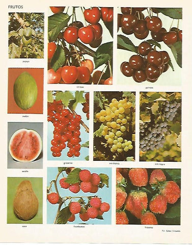 LAMINA LAROUSSE 70091: Tipos de frutos