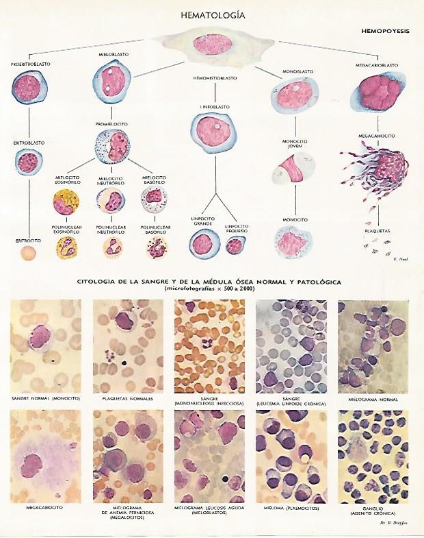 LAMINA LAROUSSE 70116: Hematologia