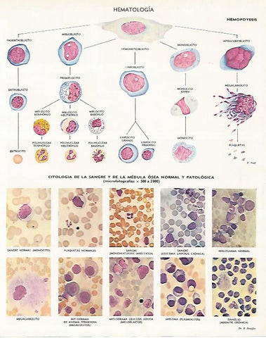 LAMINA LAROUSSE 70116: Hematologia