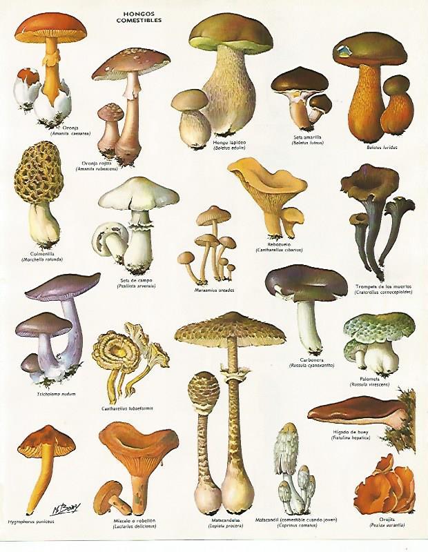 LAMINA LAROUSSE 70121: Hongos comestibles