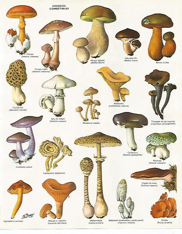 LAMINA LAROUSSE 70121: Hongos comestibles