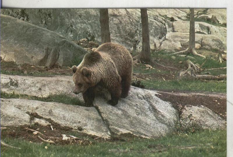 Postal 003184: fauna Iberica: Oso