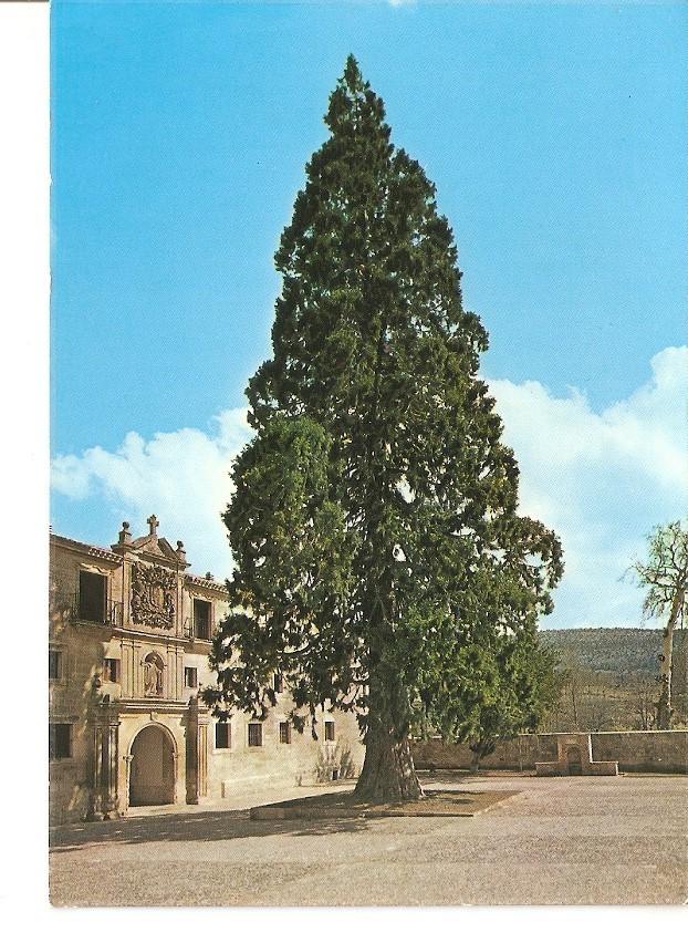 Postal 027552 : Tabadia de Santo Domingo de Silos, Fachada y Secoya