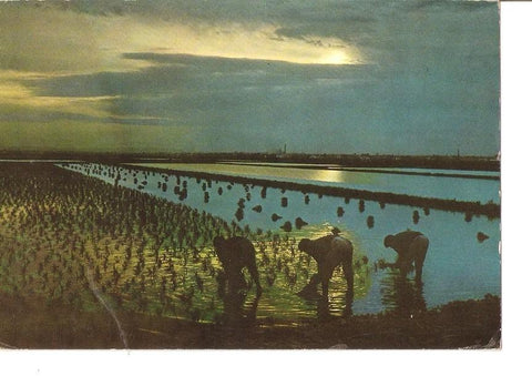 Postal 023600 : Planta del arroz - Valencia