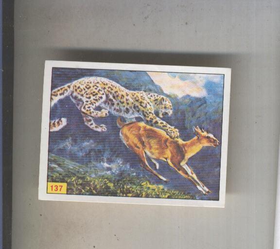 Cromo  Mamiferos de Panini numero 137