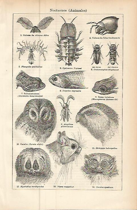 LAMINA ESPASA 9514: Animales nocturnos