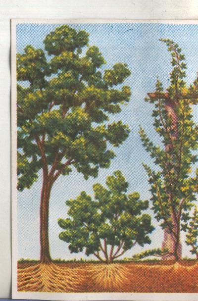 Cromos: Historia Natural numero 382