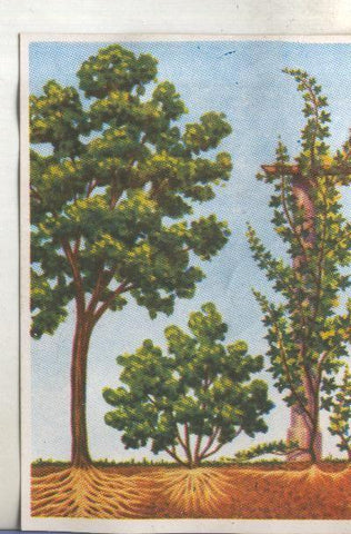 Cromos: Historia Natural numero 382