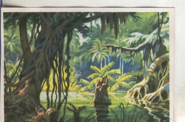 Cromos: Historia Natural numero 399