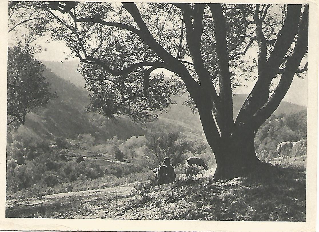 Postal 51677: BOGHINI - Paisaje