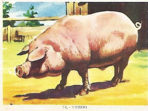 CROMO no 74. Cerdo 