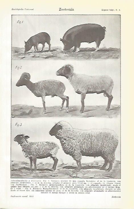 LAMINA ESPASA 800: Zootecnia