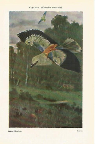 LAMINA ESPASA 14917: Coracias o Coracias Garrula