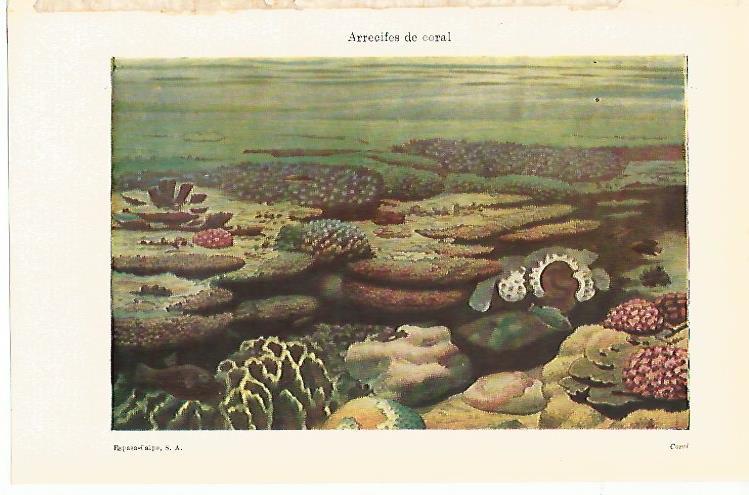 LAMINA ESPASA 14920: Arrecifes de coral