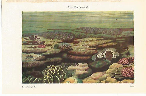 LAMINA ESPASA 14920: Arrecifes de coral
