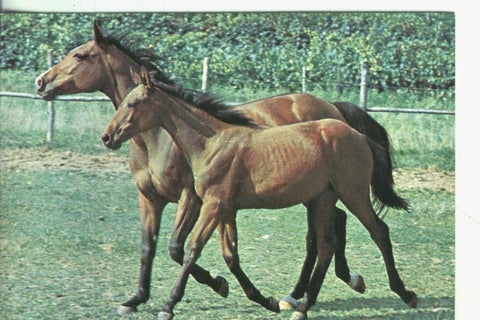 Postal 001079 : Caballo