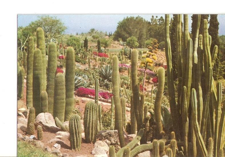 Postal 022303 : Jardin Botanico Tropical : Pinya de Rosa