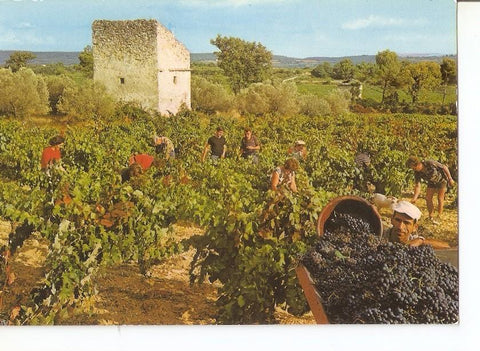 Postal 033150 : Au Pays du Soleil. Vendanges