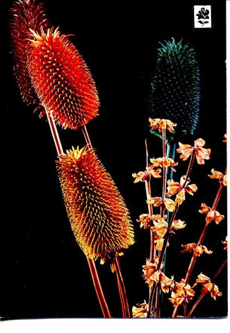 Postal 016569: Coleccion FLORES SILVESTRES numero 63