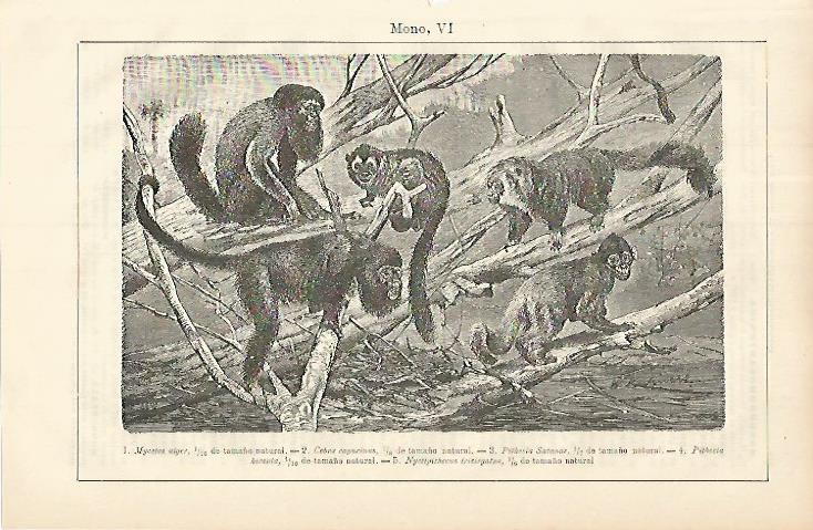 LAMINA ESPASA 8553: Monos